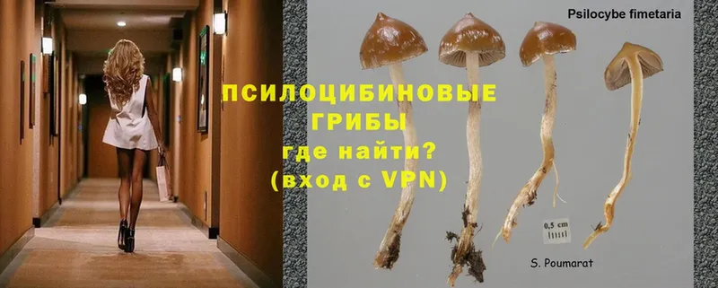 Псилоцибиновые грибы Psilocybe  площадка официальный сайт  Пыталово 